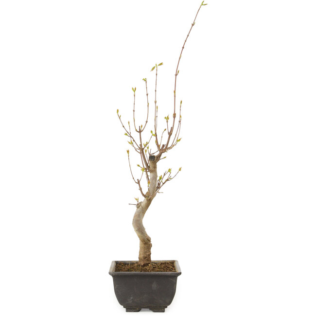 Acer buergerianum, 27 cm, ± 8 jaar oud