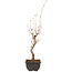 Acer buergerianum, 27 cm, ± 8 jaar oud