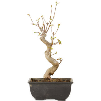 Acer buergerianum, 27 cm, ± 8 jaar oud