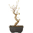 Acer buergerianum, 27 cm, ± 8 jaar oud
