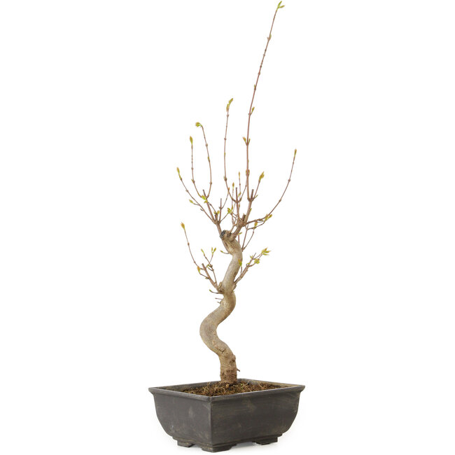 Acer buergerianum, 27 cm, ± 8 jaar oud