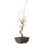 Acer buergerianum, 27 cm, ± 8 jaar oud