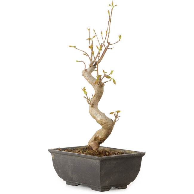 Acer buergerianum, 27 cm, ± 8 jaar oud