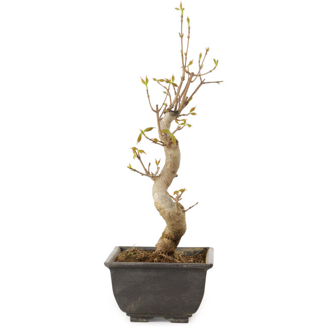 Acer buergerianum, 27 cm, ± 8 jaar oud