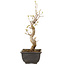 Acer buergerianum, 27 cm, ± 8 jaar oud