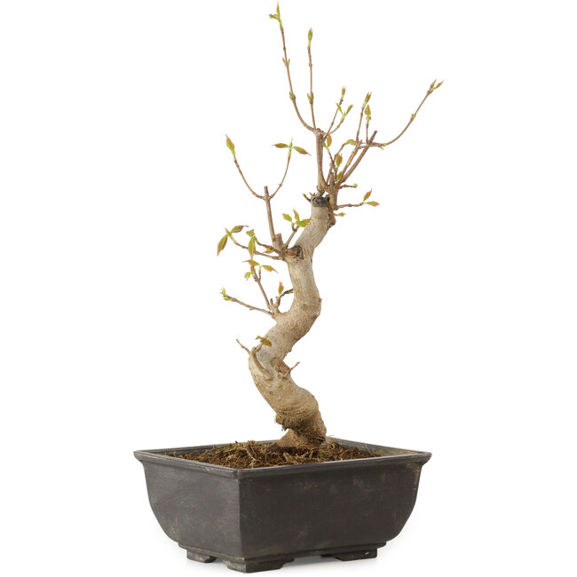 Acer buergerianum, 27 cm, ± 8 jaar oud