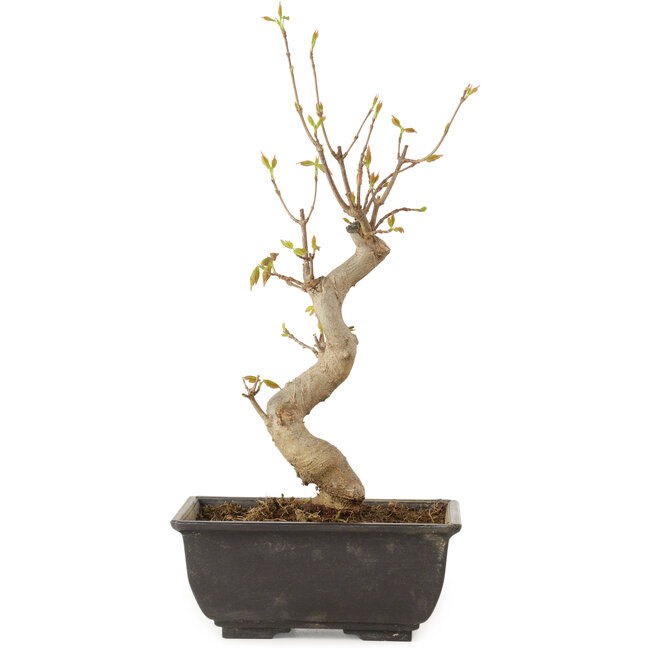 Acer buergerianum, 27 cm, ± 8 ans