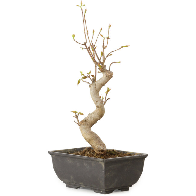 Acer buergerianum, 27 cm, ± 8 jaar oud