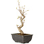 Acer buergerianum, 27 cm, ± 8 jaar oud