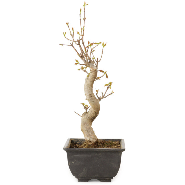 Acer buergerianum, 27 cm, ± 8 jaar oud