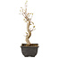 Acer buergerianum, 27 cm, ± 8 jaar oud