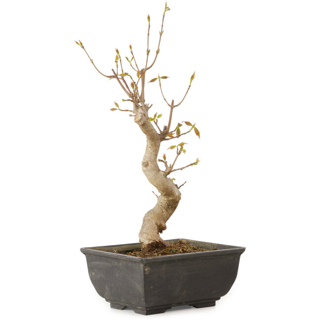 Acer buergerianum, 27 cm, ± 8 jaar oud
