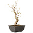 Acer buergerianum, 27 cm, ± 8 jaar oud