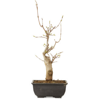 Acer buergerianum, 27 cm, ± 8 jaar oud