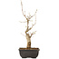 Acer buergerianum, 27 cm, ± 8 jaar oud