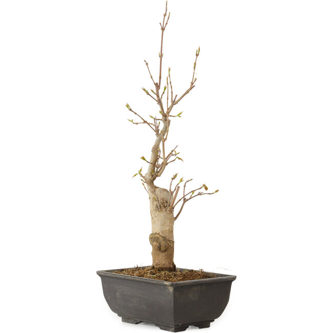 Acer buergerianum, 27 cm, ± 8 anni