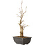 Acer buergerianum, 27 cm, ± 8 jaar oud
