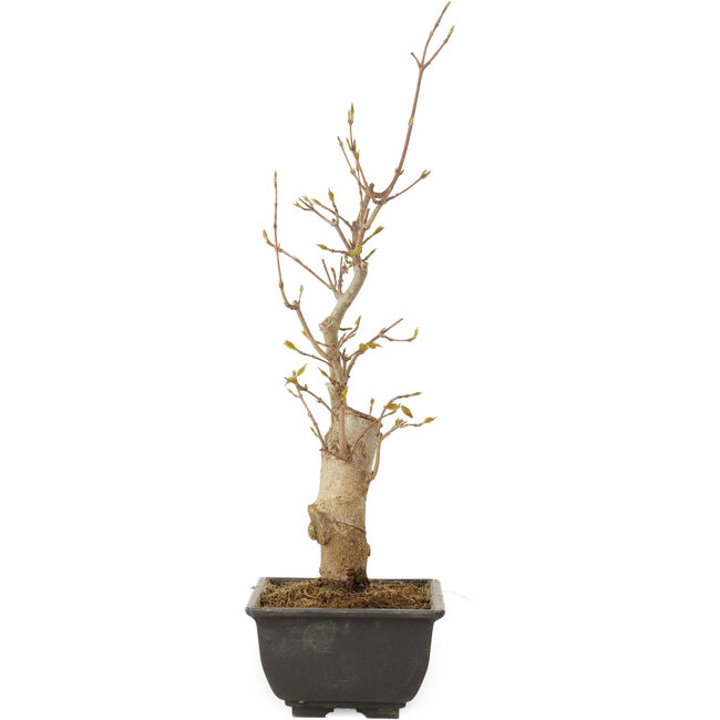 Acer buergerianum, 27 cm, ± 8 jaar oud