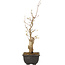 Acer buergerianum, 27 cm, ± 8 jaar oud