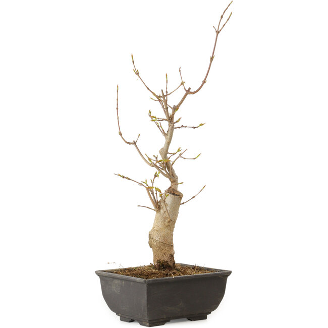 Acer buergerianum, 27 cm, ± 8 anni