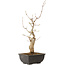 Acer buergerianum, 27 cm, ± 8 jaar oud