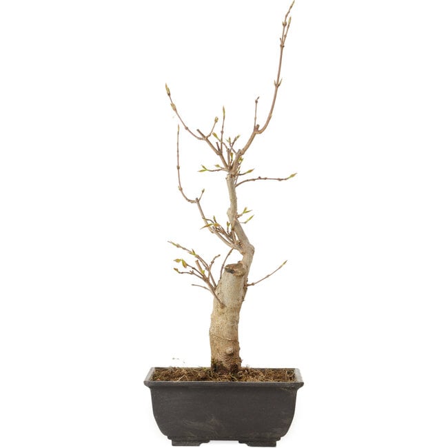 Acer buergerianum, 27 cm, ± 8 anni
