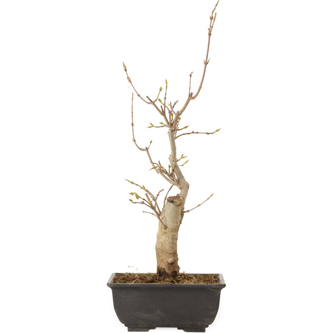 Acer buergerianum, 27 cm, ± 8 jaar oud