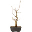 Acer buergerianum, 27 cm, ± 8 jaar oud