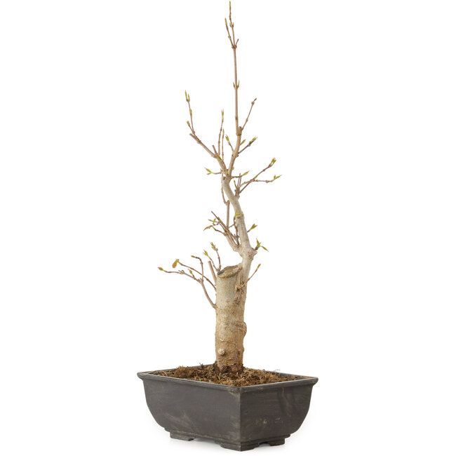 Acer buergerianum, 27 cm, ± 8 jaar oud
