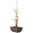 Acer buergerianum, 27 cm, ± 8 jaar oud