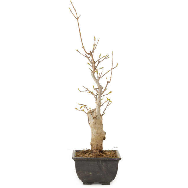 Acer buergerianum, 27 cm, ± 8 jaar oud