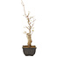 Acer buergerianum, 27 cm, ± 8 jaar oud