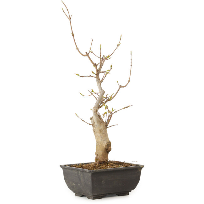 Acer buergerianum, 27 cm, ± 8 anni