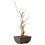 Acer buergerianum, 27 cm, ± 8 jaar oud