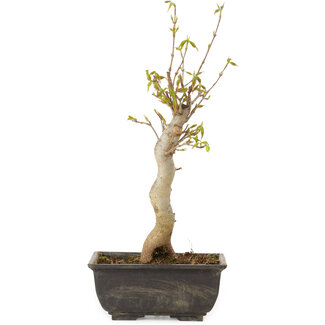 Acer buergerianum, 27 cm, ± 8 años