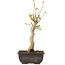 Acer buergerianum, 27 cm, ± 8 jaar oud