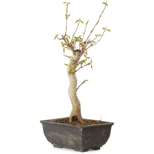 Acer buergerianum, 27 cm, ± 8 jaar oud