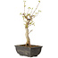 Acer buergerianum, 27 cm, ± 8 jaar oud