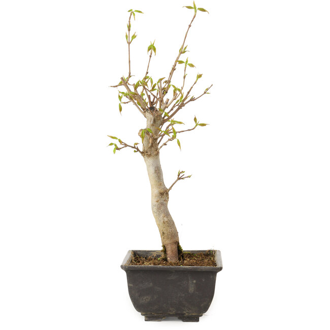 Acer buergerianum, 27 cm, ± 8 jaar oud