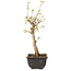 Acer buergerianum, 27 cm, ± 8 jaar oud
