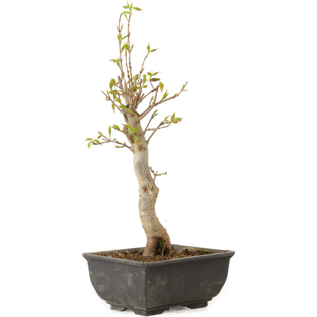 Acer buergerianum, 27 cm, ± 8 jaar oud