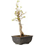 Acer buergerianum, 27 cm, ± 8 jaar oud
