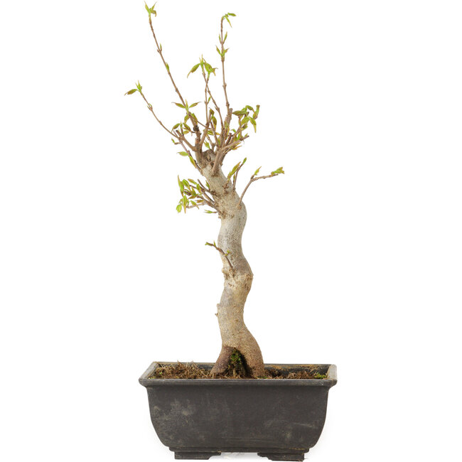 Acer buergerianum, 27 cm, ± 8 jaar oud