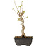 Acer buergerianum, 27 cm, ± 8 jaar oud