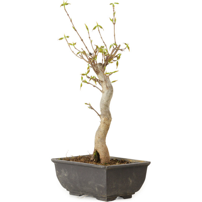 Acer buergerianum, 27 cm, ± 8 jaar oud