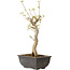 Acer buergerianum, 27 cm, ± 8 jaar oud