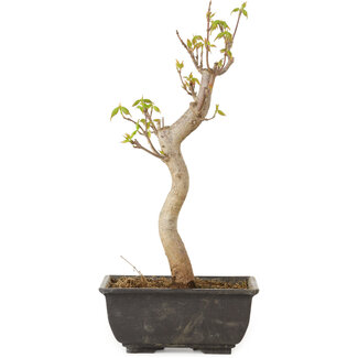 Acer buergerianum, 27 cm, ± 8 jaar oud