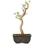 Acer buergerianum, 27 cm, ± 8 jaar oud