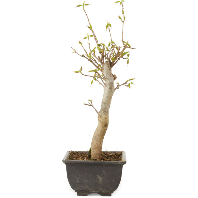 Acer buergerianum, 27 cm, ± 8 jaar oud