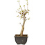 Acer buergerianum, 27 cm, ± 8 jaar oud